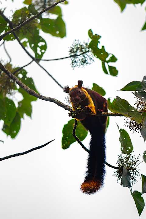 Ausblick Wayanad Wild - A CGH Earth Experience