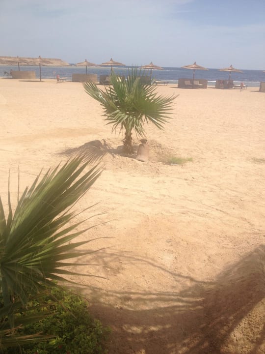 Neue Palmen  Coral Sun Beach