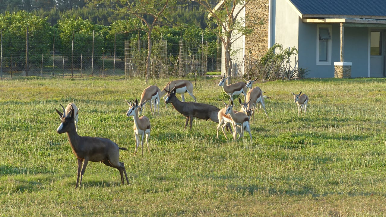 Sonstiges Addo Wildlife