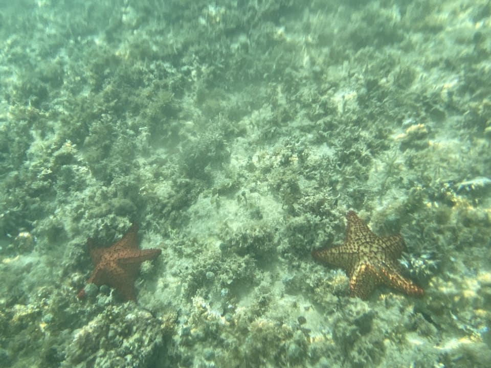 Strand Secrets La Romana Resort & Spa - Adult Only