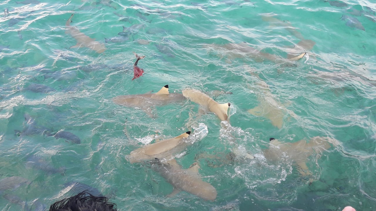 Strand Summer Island Maldives
