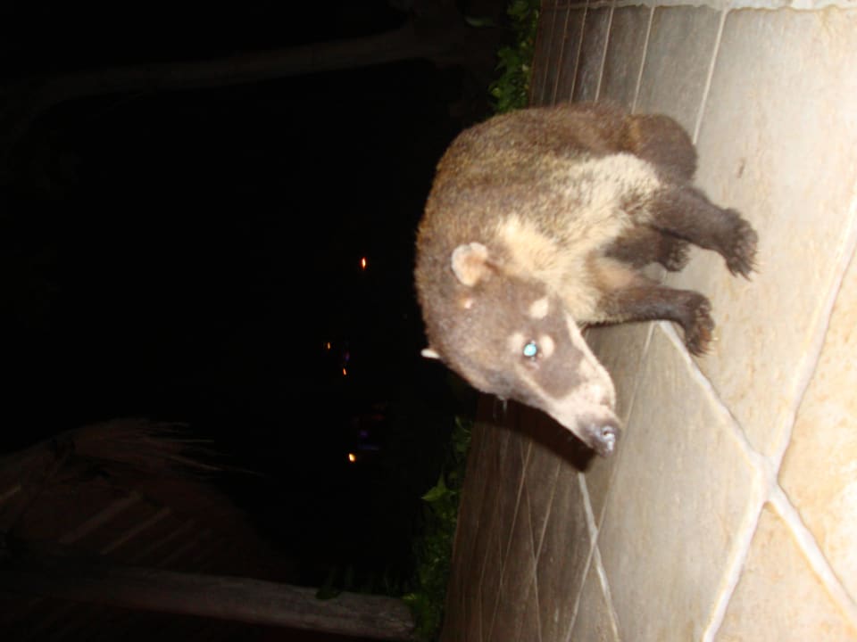 Hotel Catalonia Playa Maroma Catalonia Playa Maroma