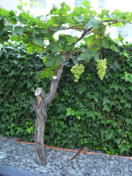 Frühstück unter Weinreben Hotel The Vine