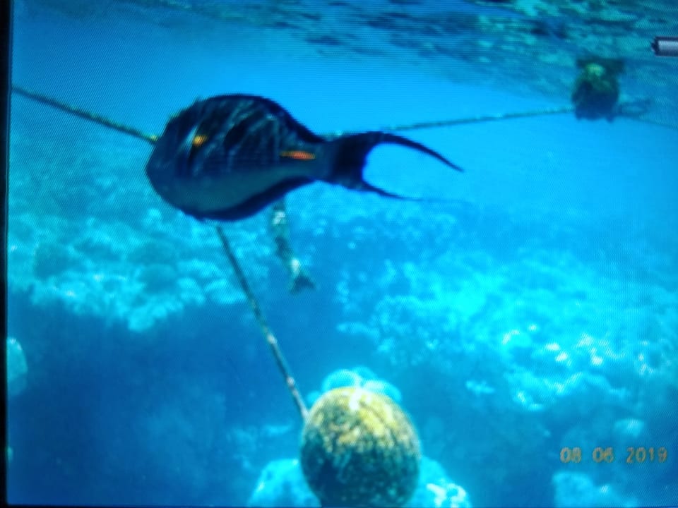 Strand Malikia Resort Abu Dabbab