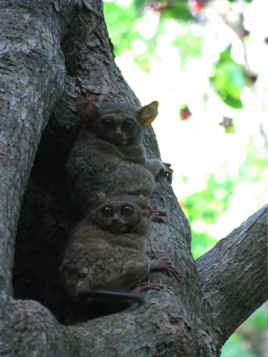 Koboldmaki Hotel Siladen Resort & Spa