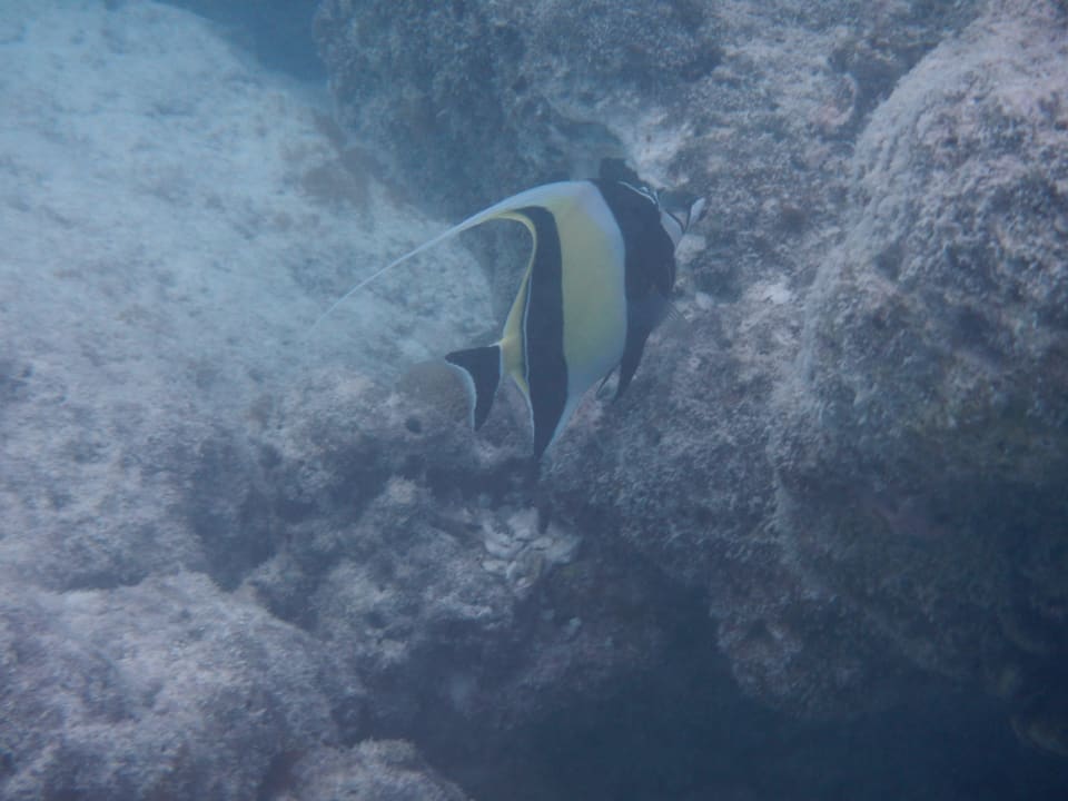 Unterwasserwelt Kuramathi Maldives