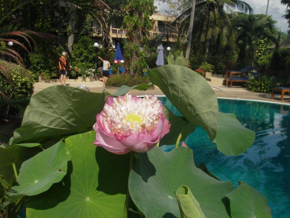 Lotusblume am Pool vom Fair House The Fair House Beach Resort