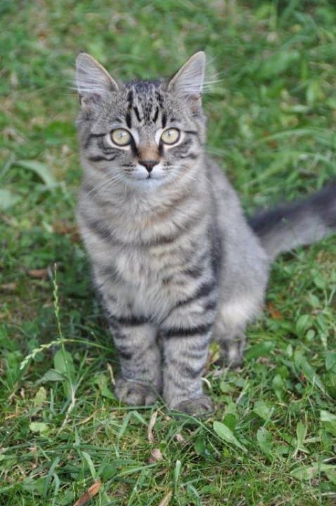 Kater Balduin Apartment Angelika