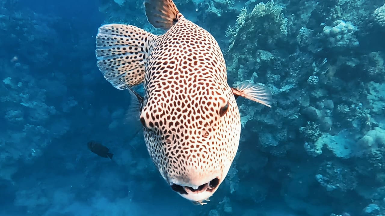 Sport & Freizeit Steigenberger Coraya Beach - Adults only