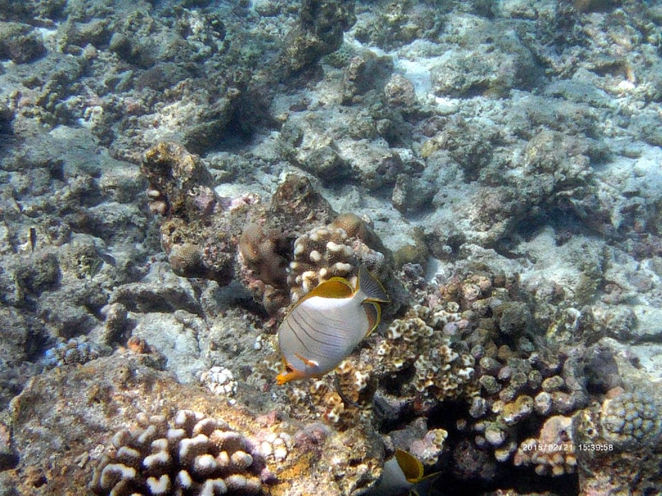 Hausriffbewohner NH Collection Maldives Reethi Resort