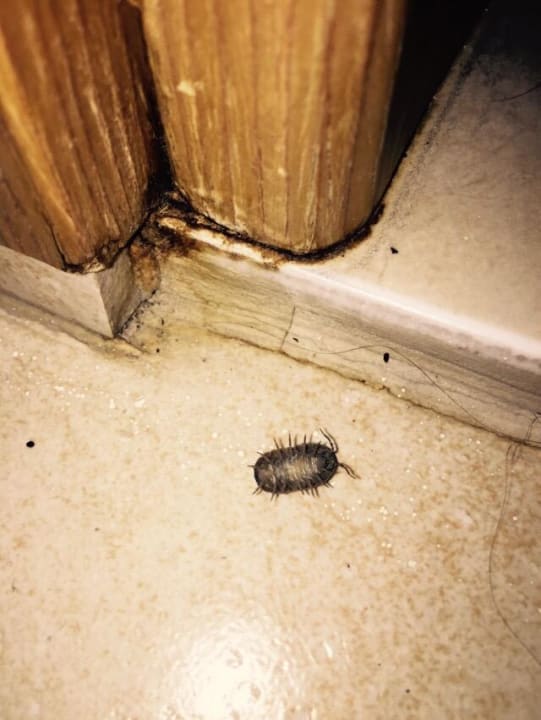 Tiere im Zimmer Sol Cosmopolitan Rhodes