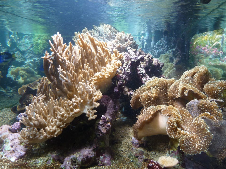Seewasseraquarium in der Lobby Mauricia Beachcomber Resort & Spa