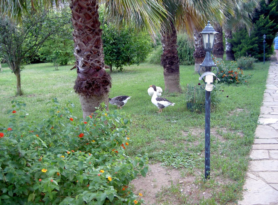 Das liebe Federvieh Hotel Anatolia Resort