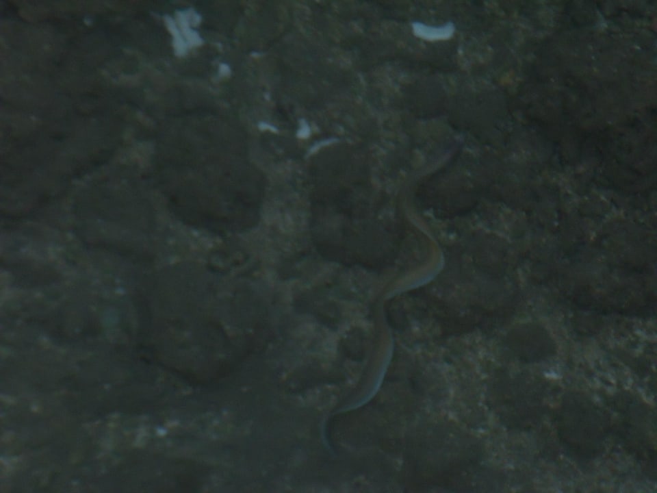 Am Steg (unter) Jaz Makadi Oasis Resort