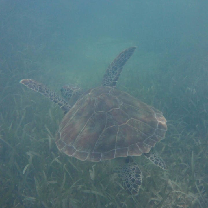 Schildkröte in unserer Bucht Wyndham Alltra Samana