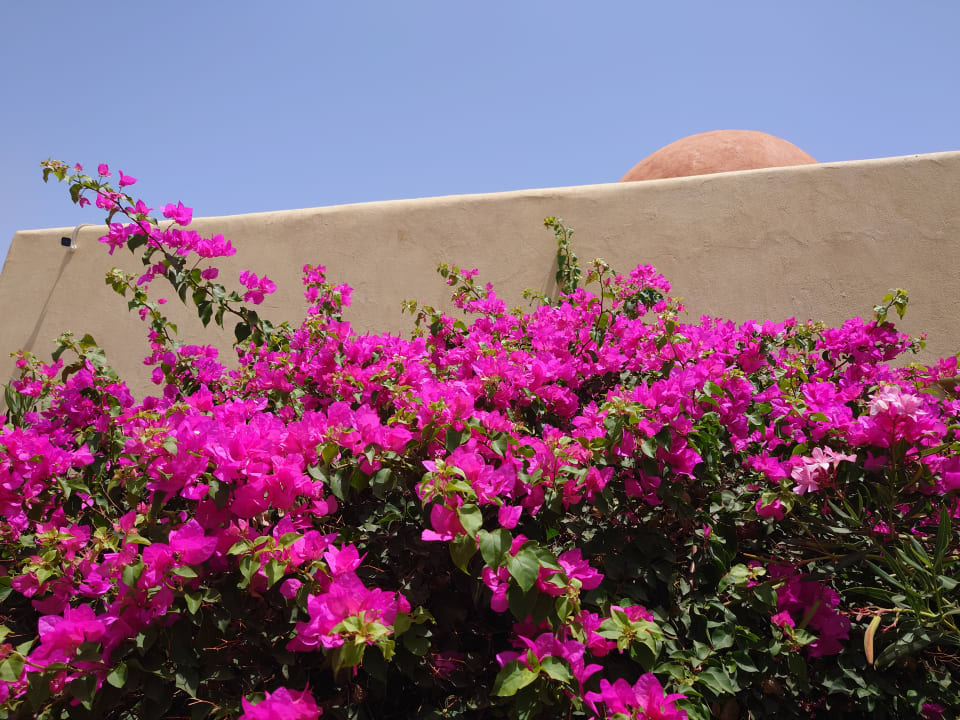 Gartenanlage Wadi Lahmy Azur Resort