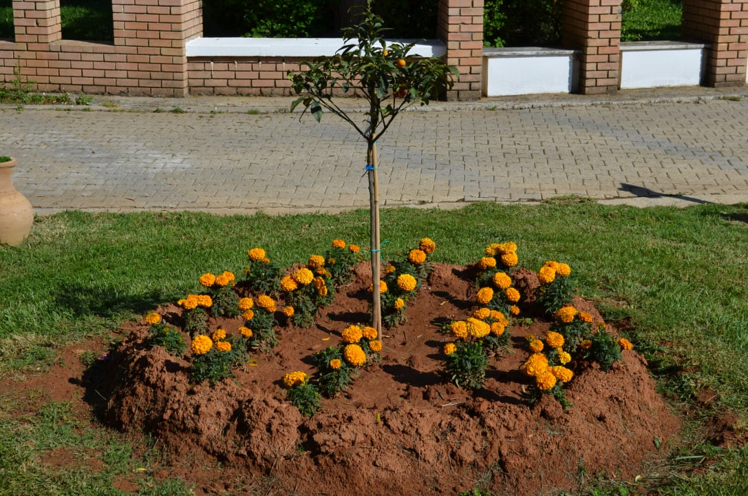 Gartenanlage Sentido Apollo Palace