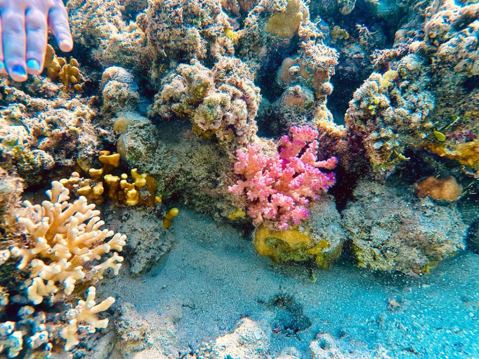 Sport & Freizeit Pickalbatros Royal Moderna Resort-Sharm El Sheikh