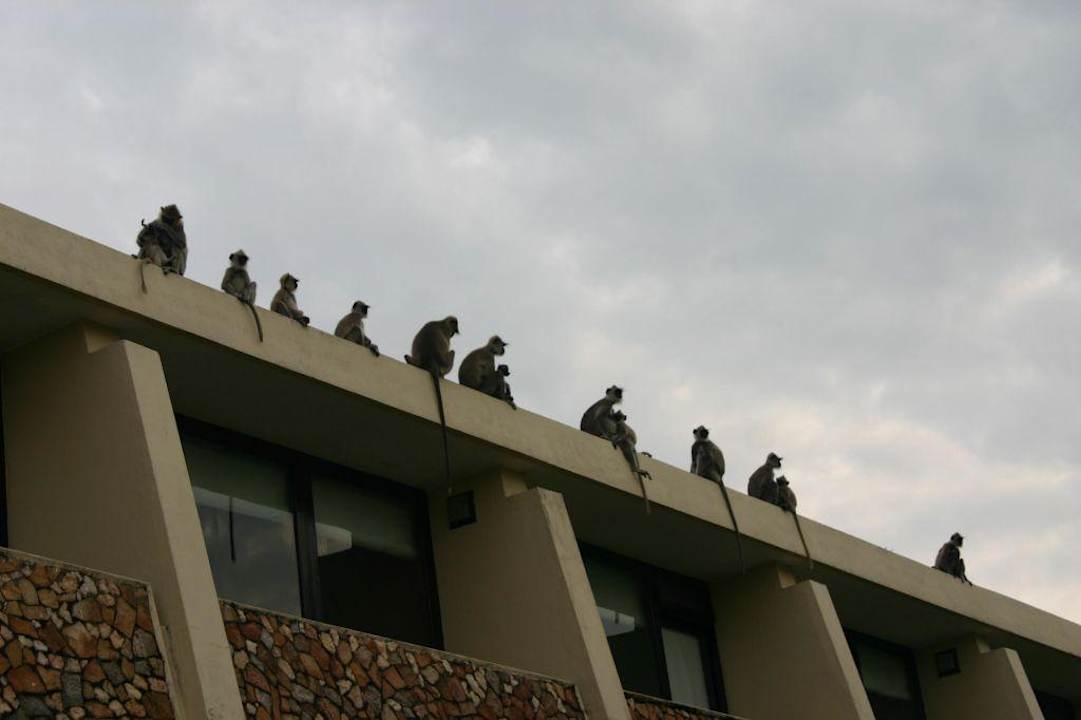 Affenparade am Dach Hotel Royal Lotus