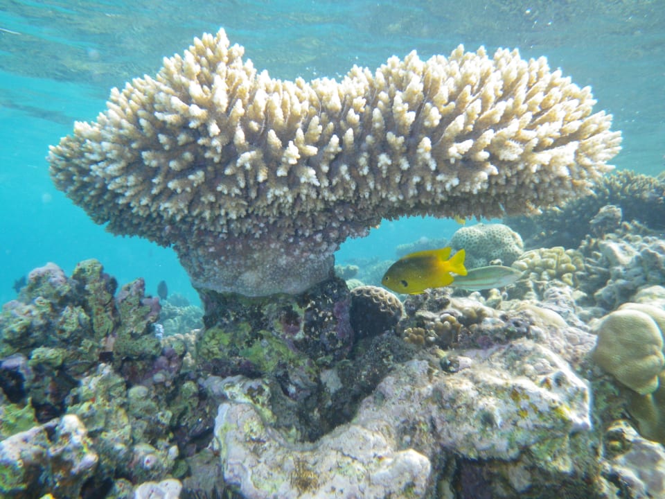 Hausriff Premier Le Reve Hotel & Spa