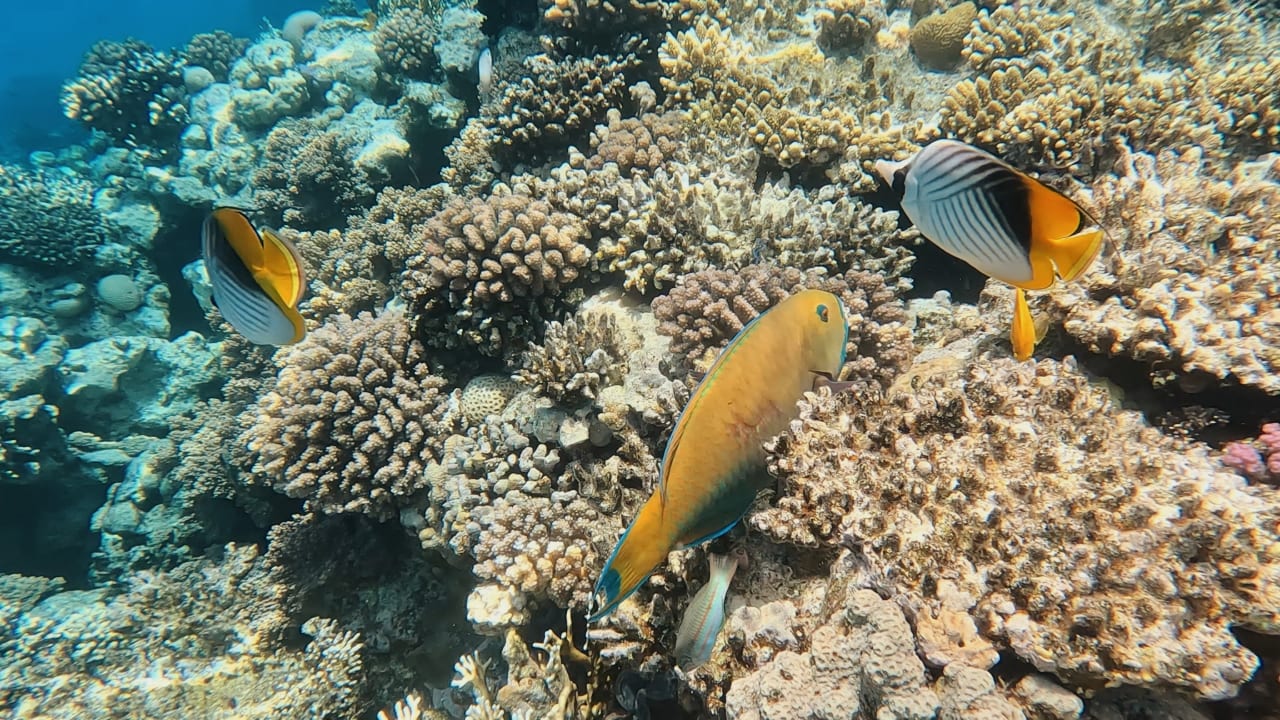 Strand Pickalbatros Citadel Resort