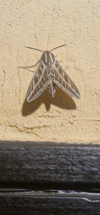 Sonstiges Wadi Lahmy Azur Resort