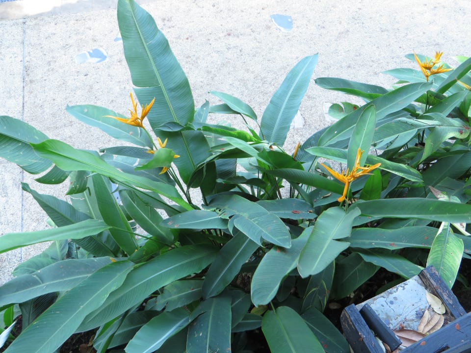 Bungalow Moracea by Khao Lak Resort