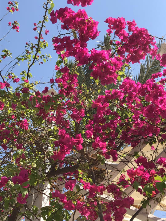 Gartenanlage Seaden Corolla Hotel