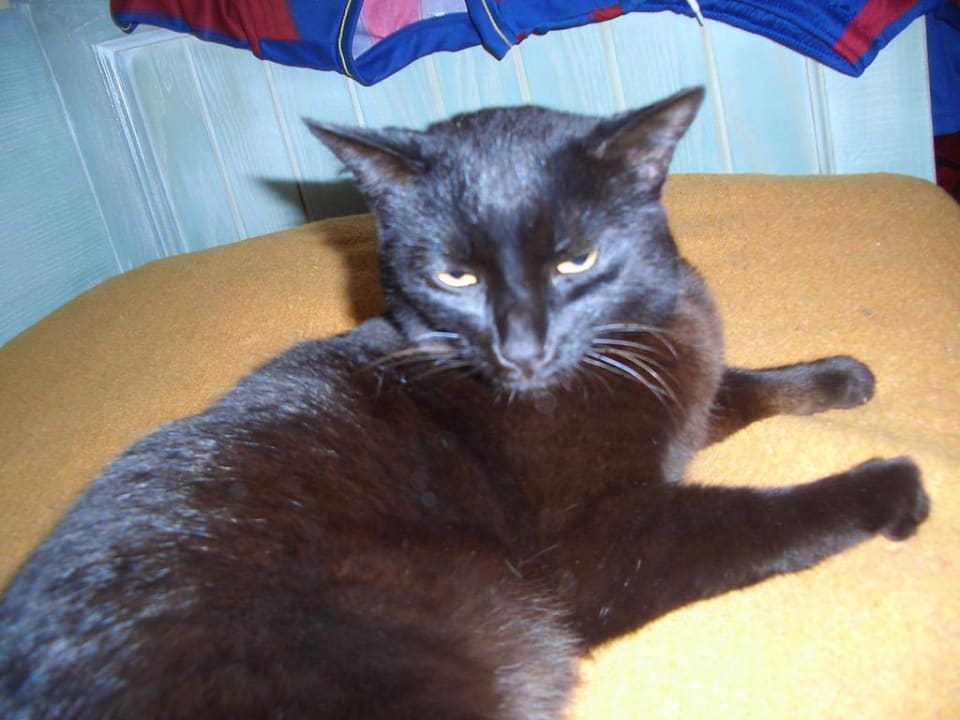 Katzenbesuch Hotel Royal Suite