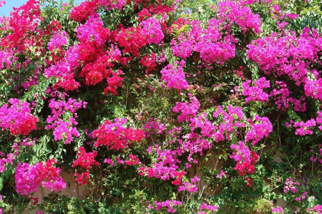 Blumen Grand Hotel Holiday Resort