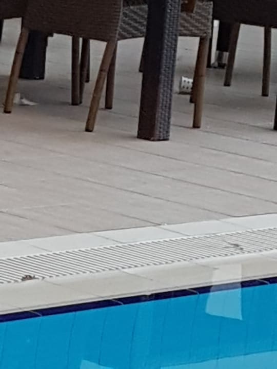 Pool Azak Beach Hotel