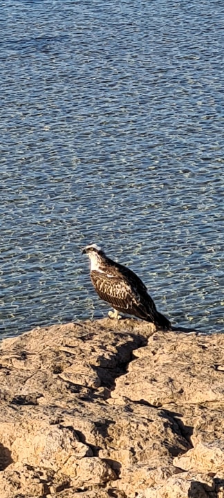 Sonstiges Mövenpick Resort El Quseir