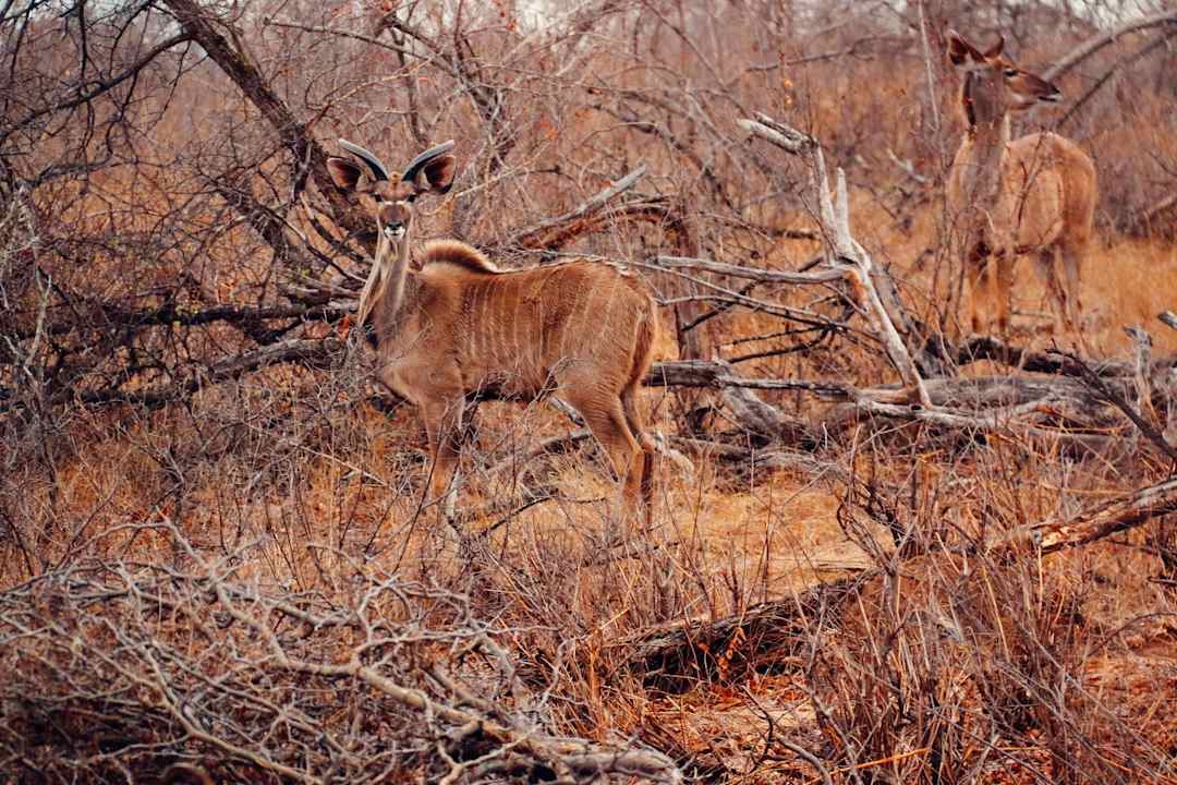 Sport & Freizeit Rukiya Safari Camp