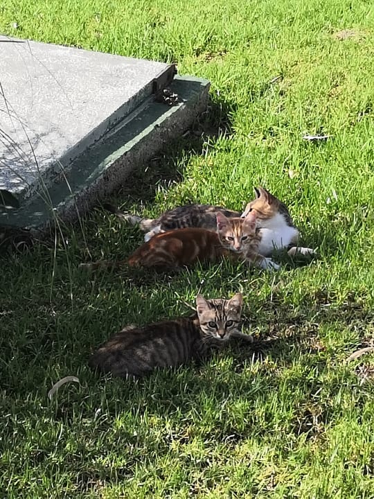 Gartenanlage Lagas Aegean Village