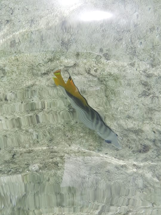 Pool Makadi Spa - Adults only