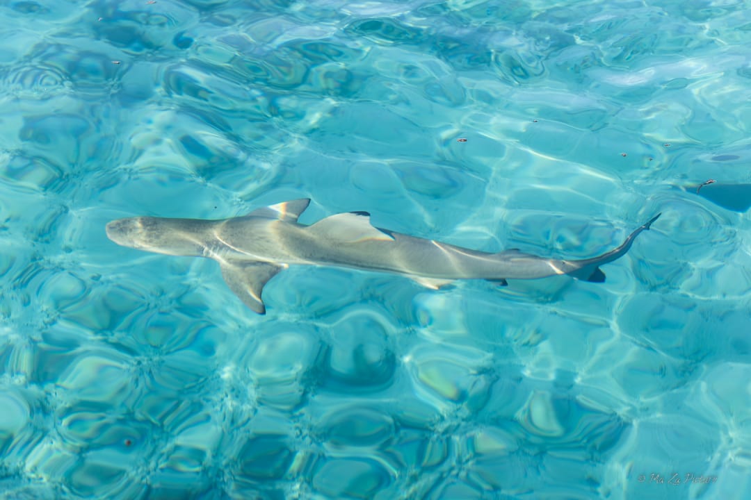 Strand Summer Island Maldives