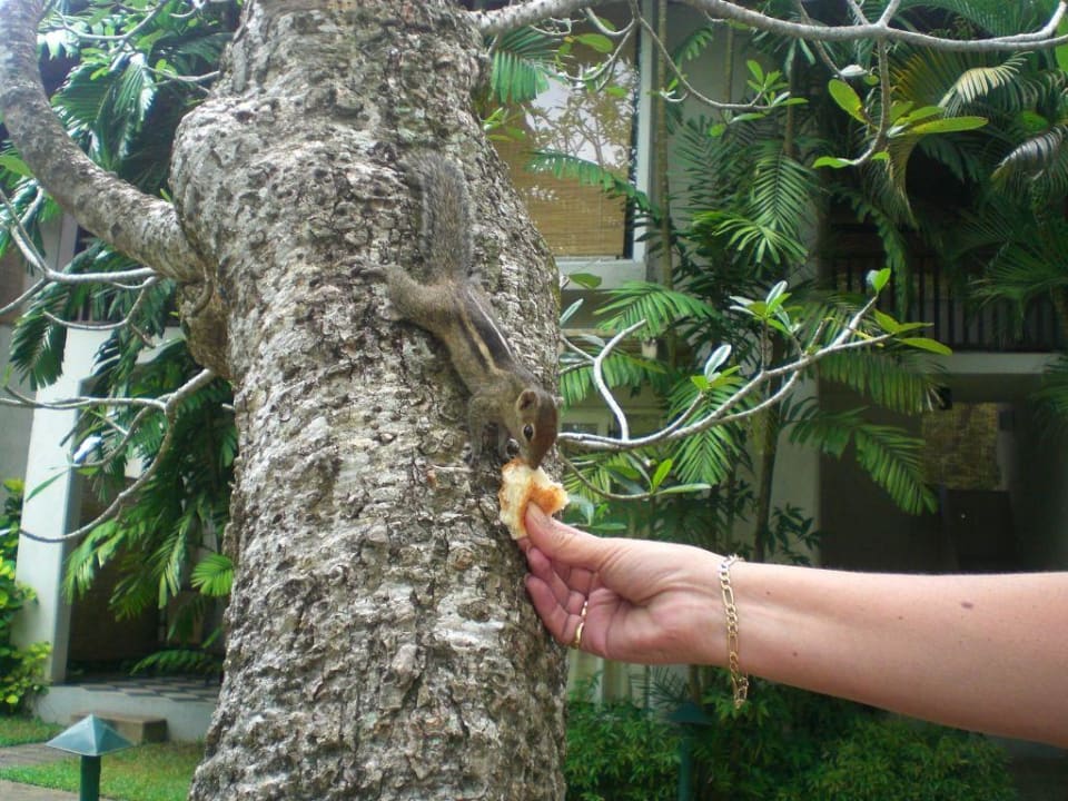 Essenszeit Hotel Jetwing Tropical Villas