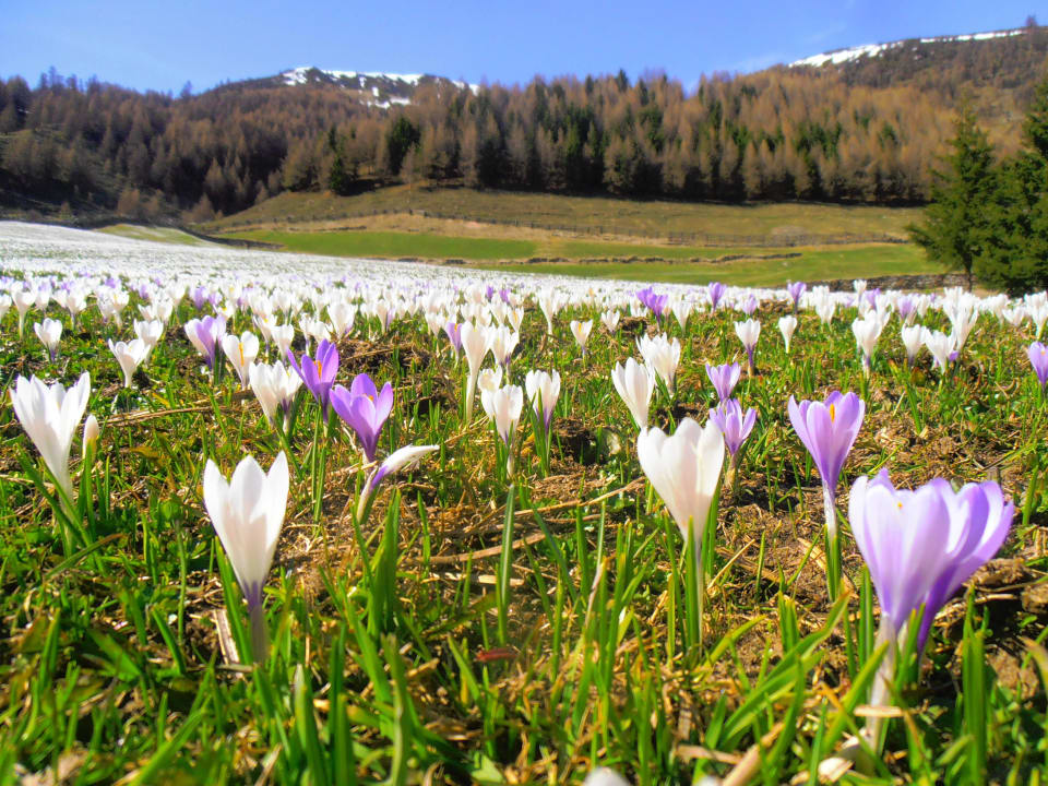 Krokusse Langtaufers Beim Gruber - Urlaub auf dem Bauernhof