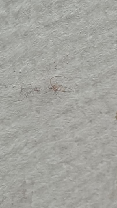 Zimmer Zum Obstler - Gaststätte und Pension