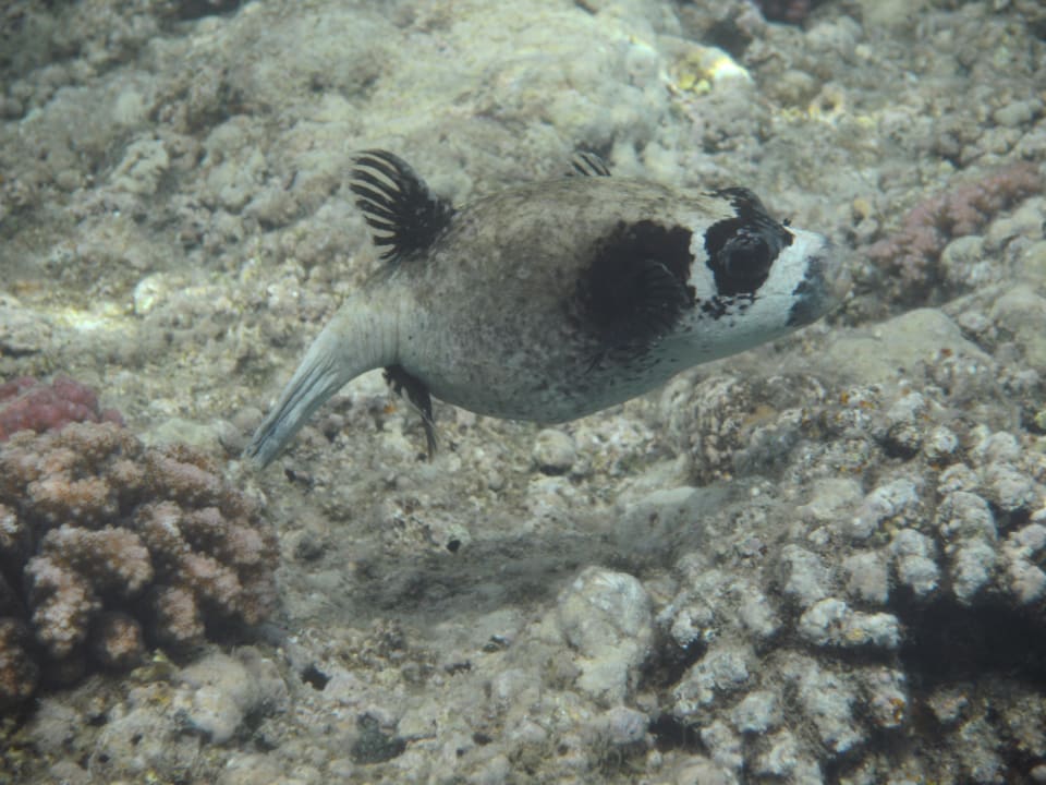 Maskenkugelfisch Brayka Bay Resort