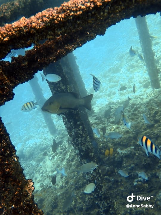 Sport & Freizeit JAZ Neo Reef Marsa