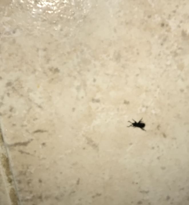 Zimmer Coral Hills Resorts & SPA