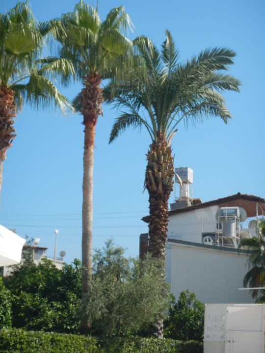 Super Seaden Corolla Hotel