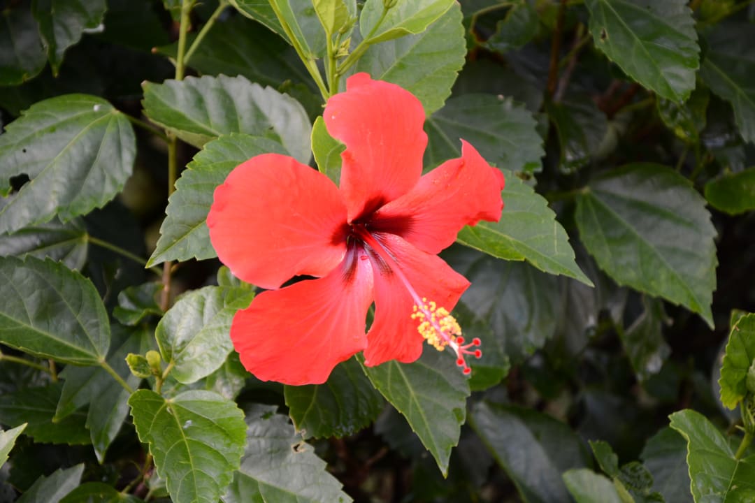 Gartenanlage Anelia Resort & Spa