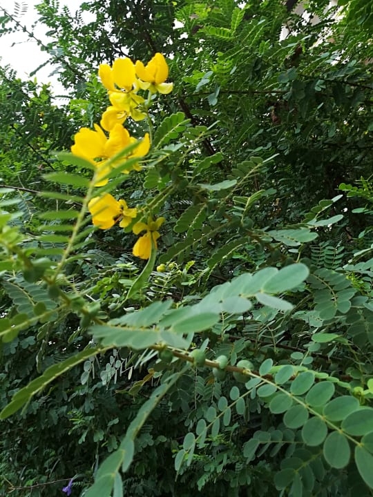 Gartenanlage Anantara The Palm Dubai Resort