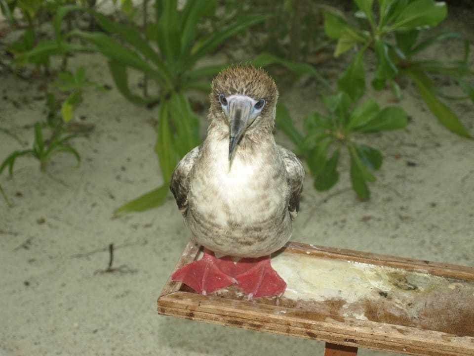 Knut Summer Island Maldives