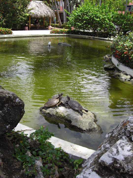 Teich vor der Lobby Grand Palladium Select Bávaro Resort & Spa