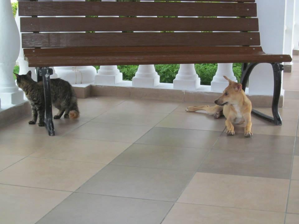 Resort strays in Cuba Memories Paraiso