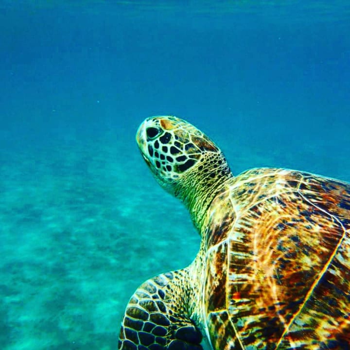 Strand Three Corners Equinox Beach Resort