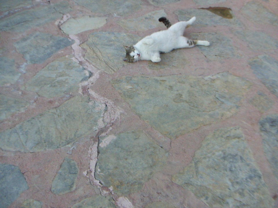 Miau Katze vom Alba Resort ein süsses Ding Alba Resort Hotel